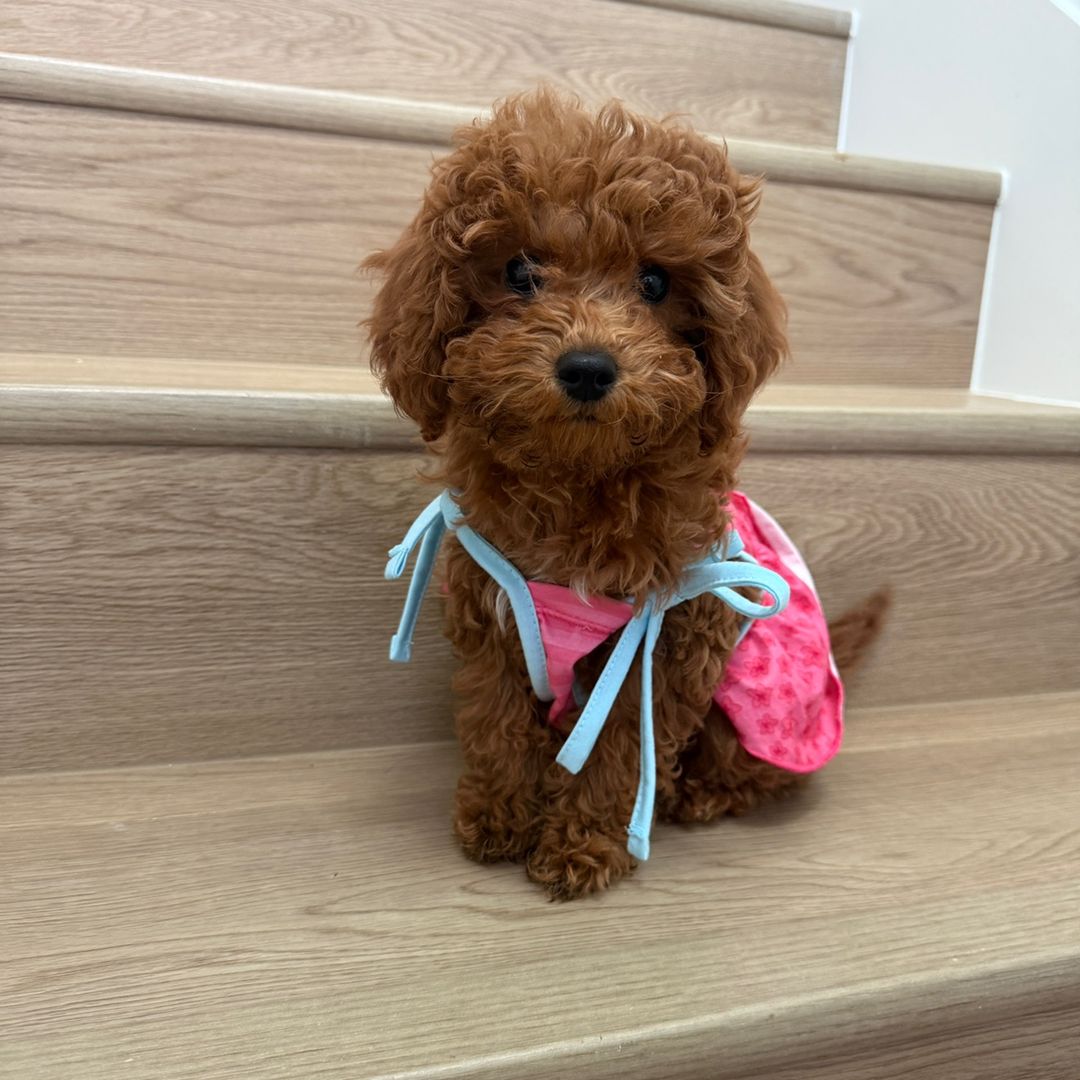 missbonniepawss profile